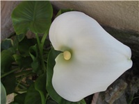b6d4b33b-Picture 331.jpg